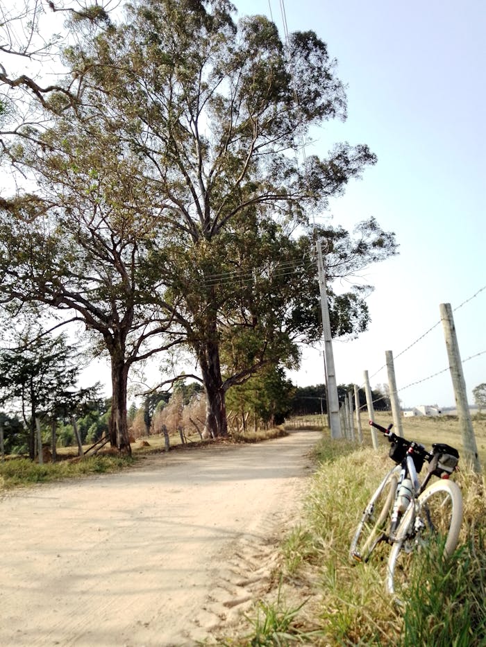 Peaceful rural scene with a dirt path, bicycle, and tall trees.
